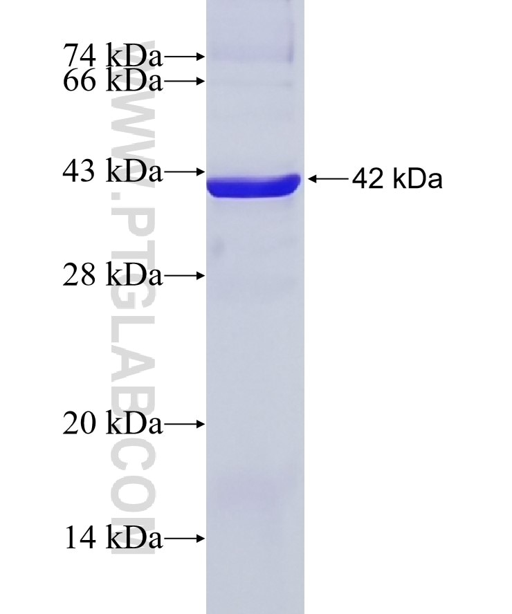 IMPAD1 fusion protein Ag22629 SDS-PAGE