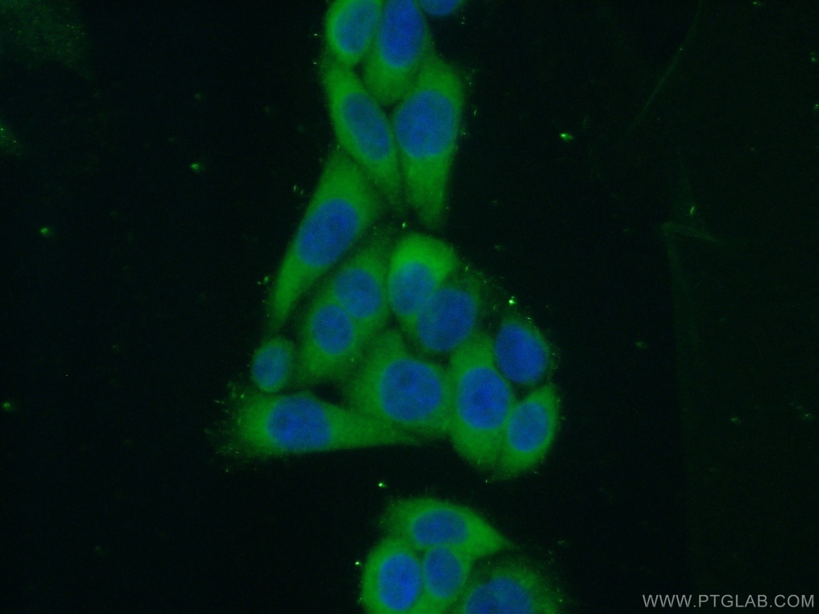 Immunofluorescence (IF) / fluorescent staining of HeLa cells using IMPDH1 Polyclonal antibody (22092-1-AP)