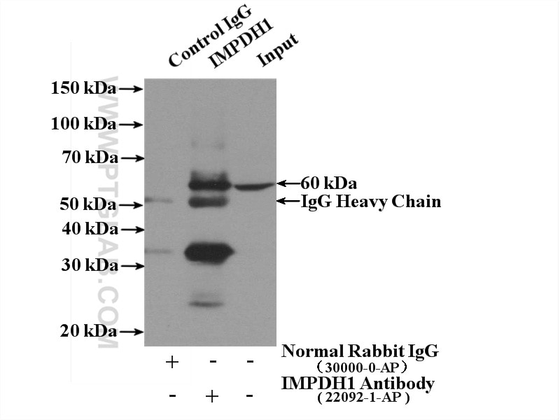 Immunoprecipitation (IP) experiment of HeLa cells using IMPDH1 Polyclonal antibody (22092-1-AP)