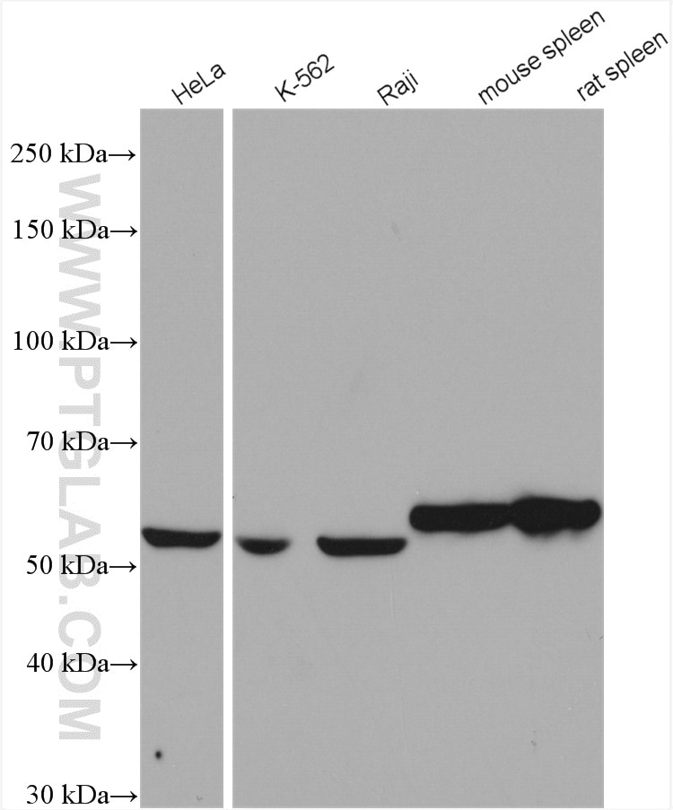 Western Blot (WB) analysis of various lysates using IMPDH1 Polyclonal antibody (22092-1-AP)