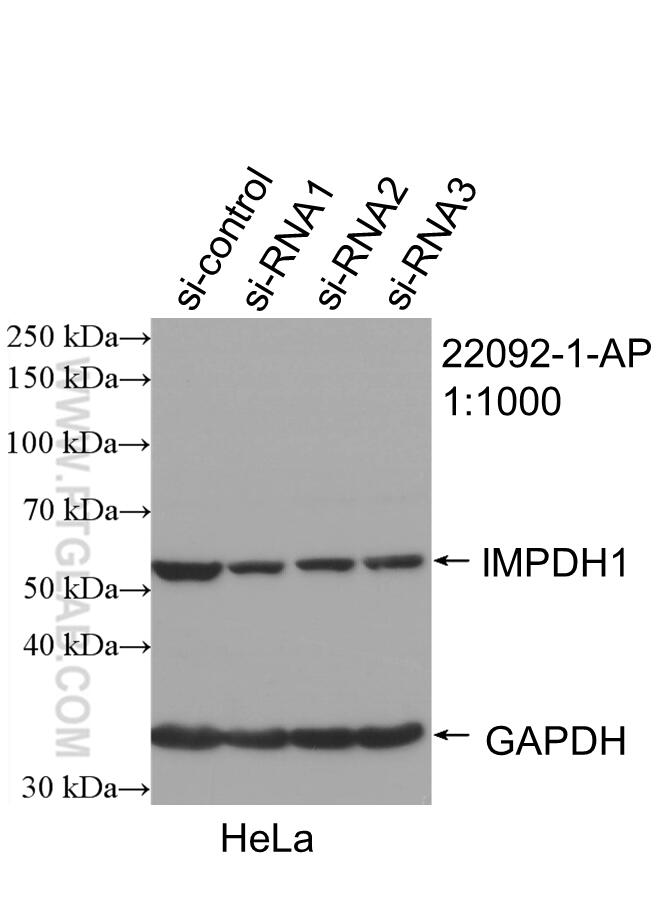 Western Blot (WB) analysis of HeLa cells using IMPDH1 Polyclonal antibody (22092-1-AP)