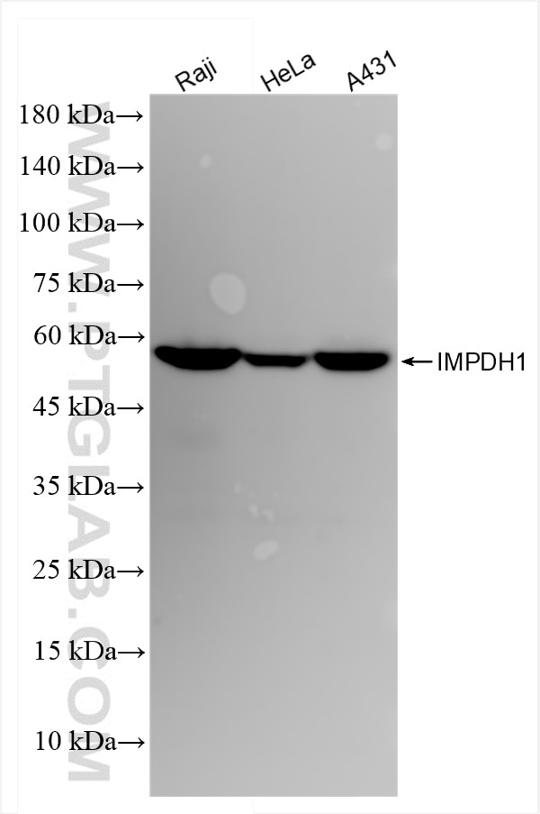 Western Blot (WB) analysis of various lysates using IMPDH1 Recombinant antibody (84913-1-RR)