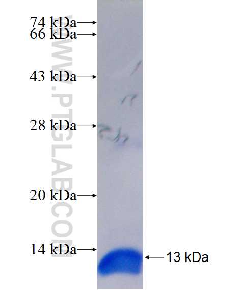 IMPDH1 fusion protein Ag17473 SDS-PAGE