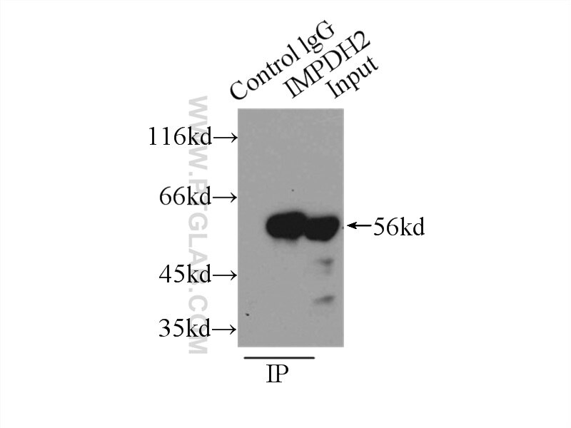 Immunoprecipitation (IP) experiment of K-562 cells using IMPDH2 Polyclonal antibody (12948-1-AP)