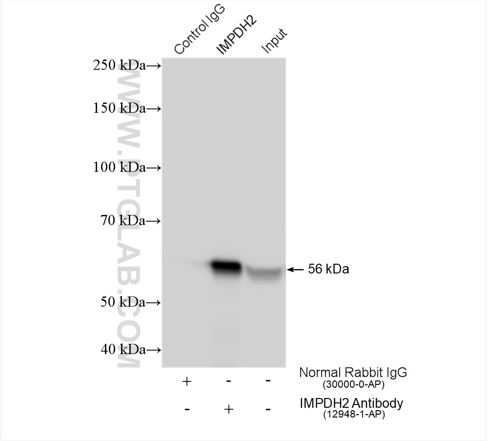 Immunoprecipitation (IP) experiment of HeLa cells using IMPDH2 Polyclonal antibody (12948-1-AP)