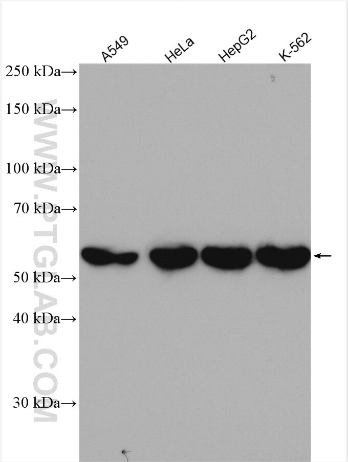 Western Blot (WB) analysis of various lysates using IMPDH2 Polyclonal antibody (12948-1-AP)