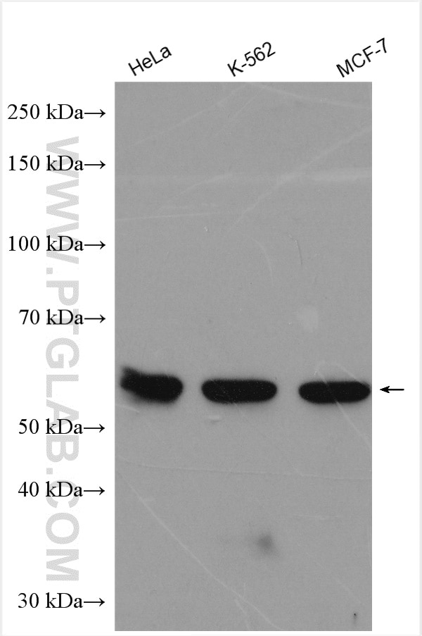 Western Blot (WB) analysis of various lysates using IMPDH2 Polyclonal antibody (12948-1-AP)