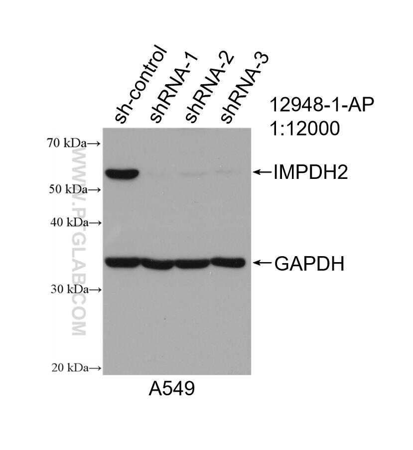 Western Blot (WB) analysis of A549 cells using IMPDH2 Polyclonal antibody (12948-1-AP)