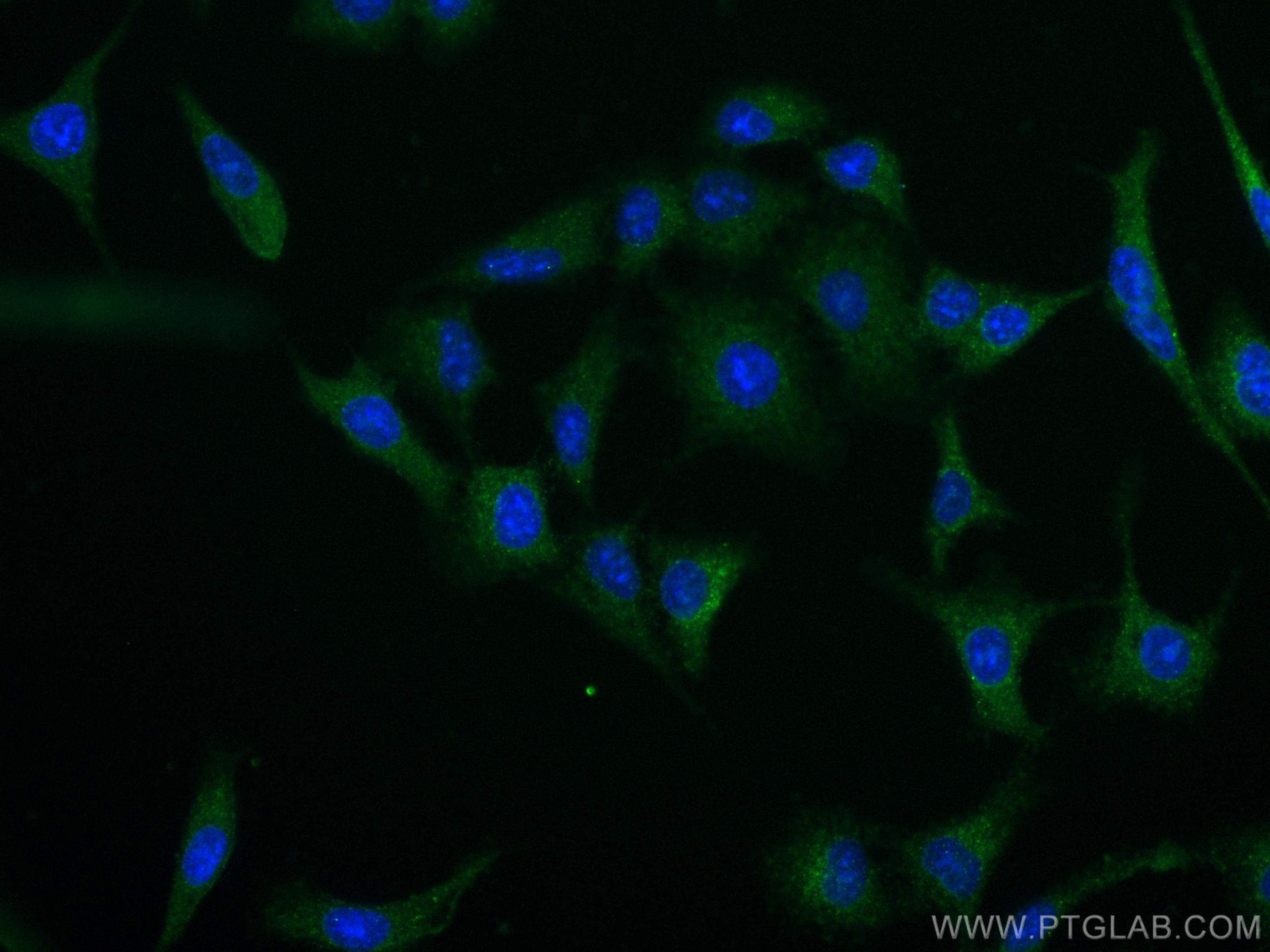 IF Staining of A549 using 67663-1-Ig