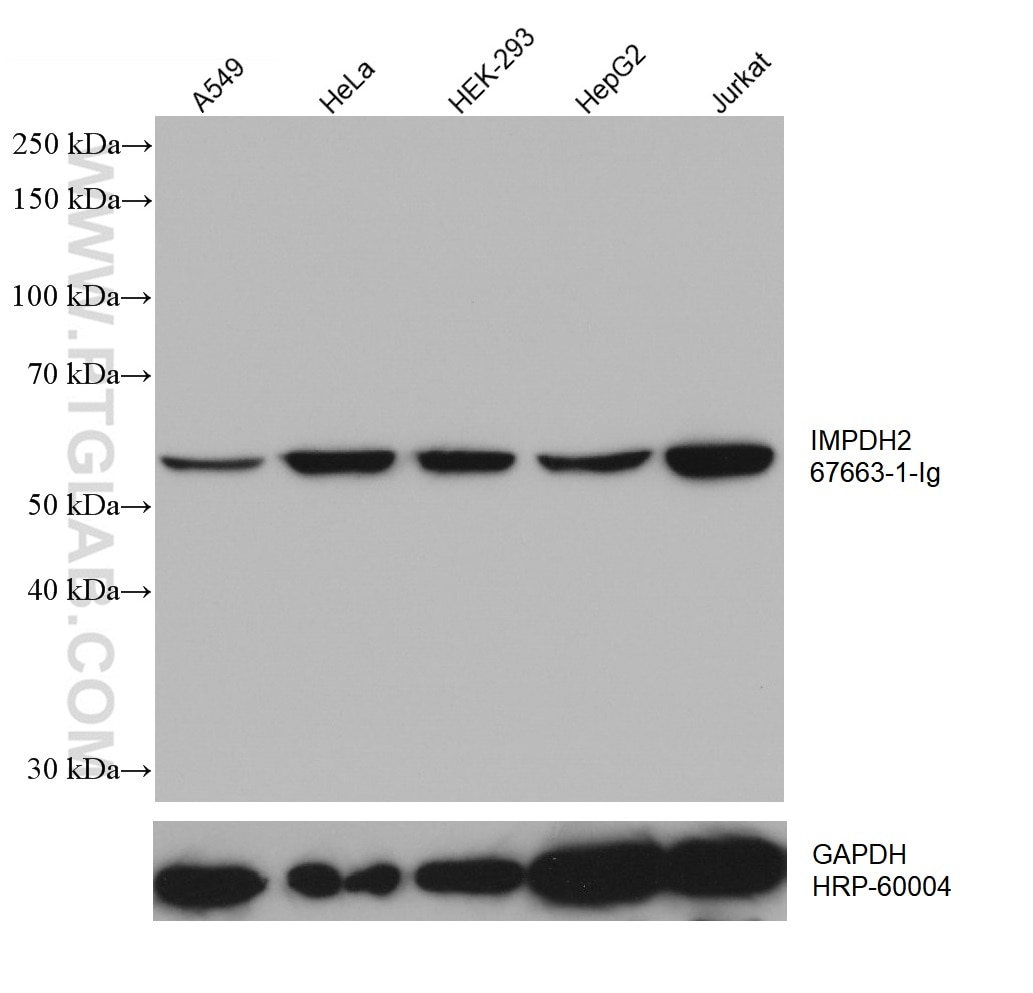 Western Blot (WB) analysis of various lysates using IMPDH2 Monoclonal antibody (67663-1-Ig)