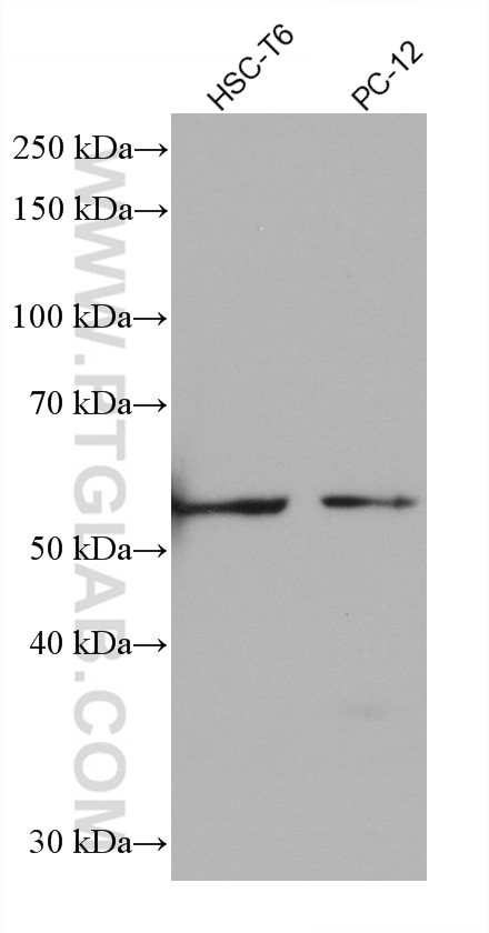 Western Blot (WB) analysis of various lysates using IMPDH2 Monoclonal antibody (67663-1-Ig)