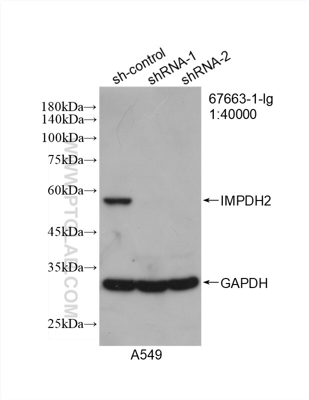 Western Blot (WB) analysis of A549 cells using IMPDH2 Monoclonal antibody (67663-1-Ig)