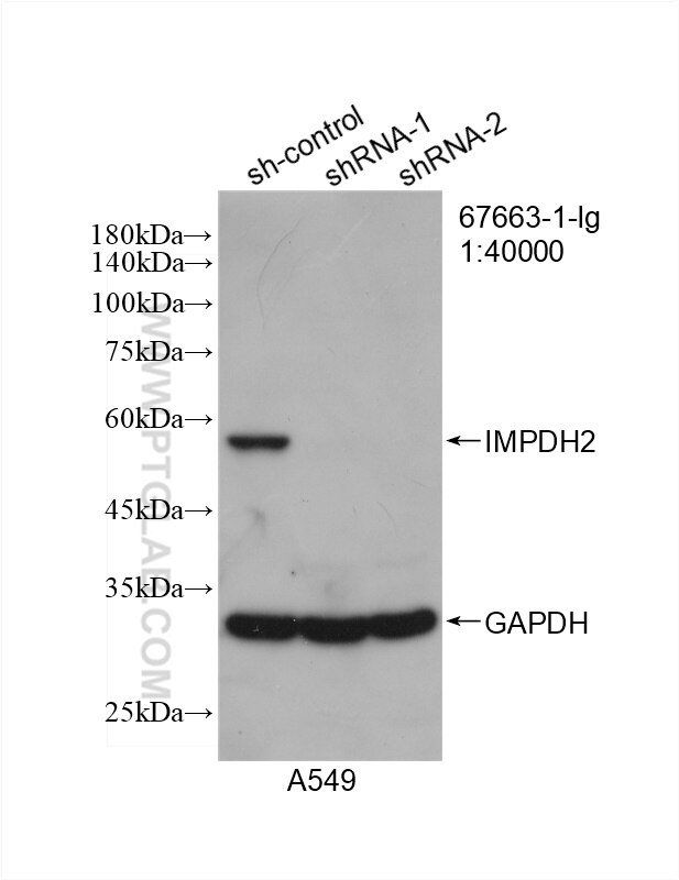 WB analysis of A549 using 67663-1-Ig