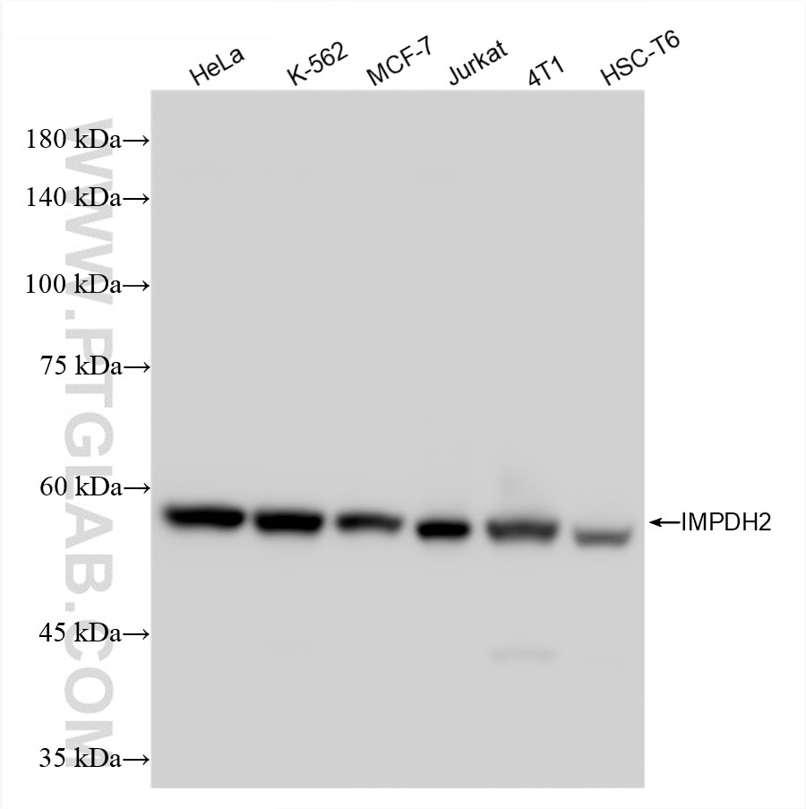 Western Blot (WB) analysis of various lysates using IMPDH2 Recombinant antibody (86346-3-RR)