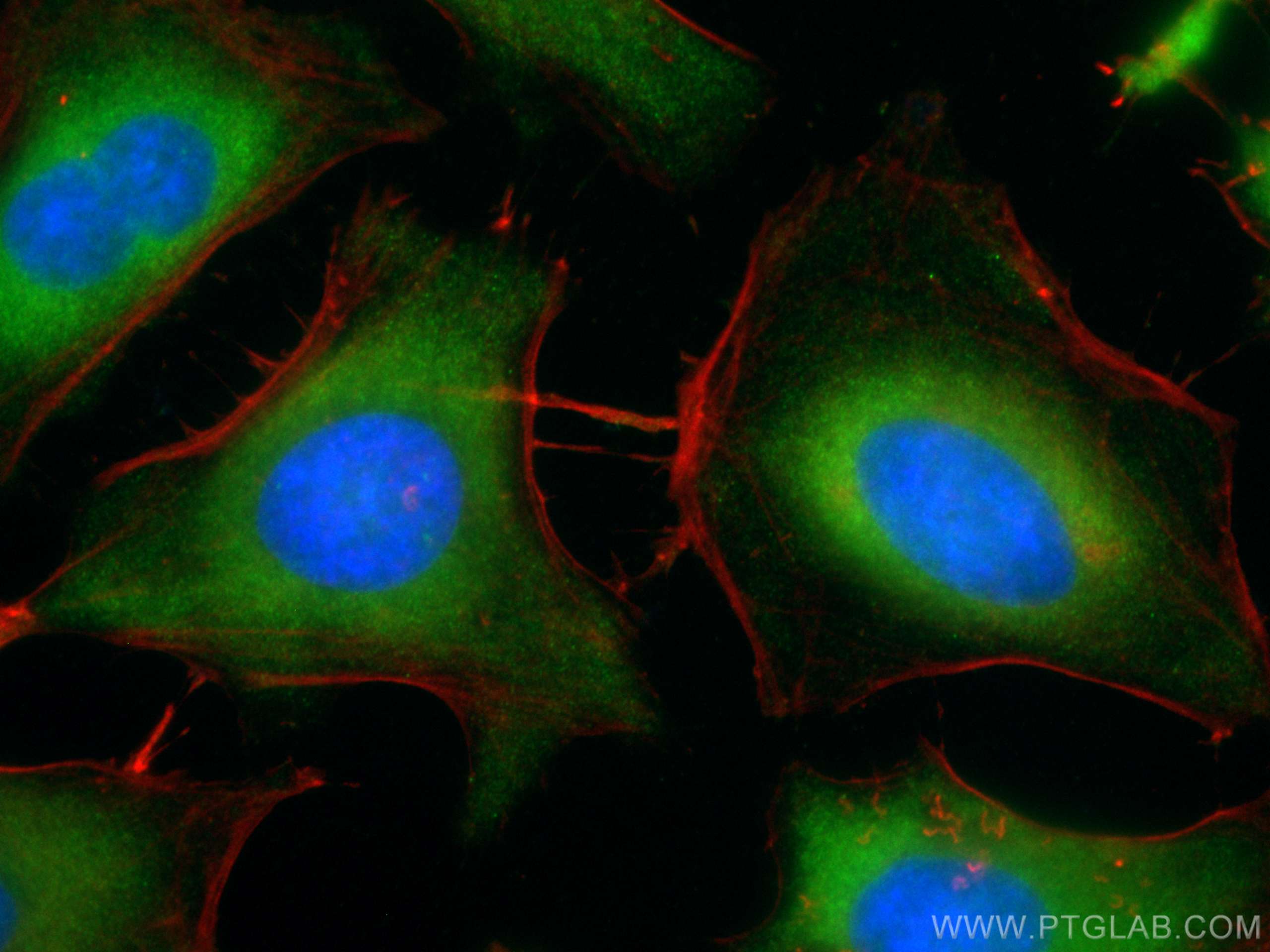 Immunofluorescence (IF) / fluorescent staining of HeLa cells using CoraLite® Plus 488-conjugated IMPDH2 Polyclonal an (CL488-12948)