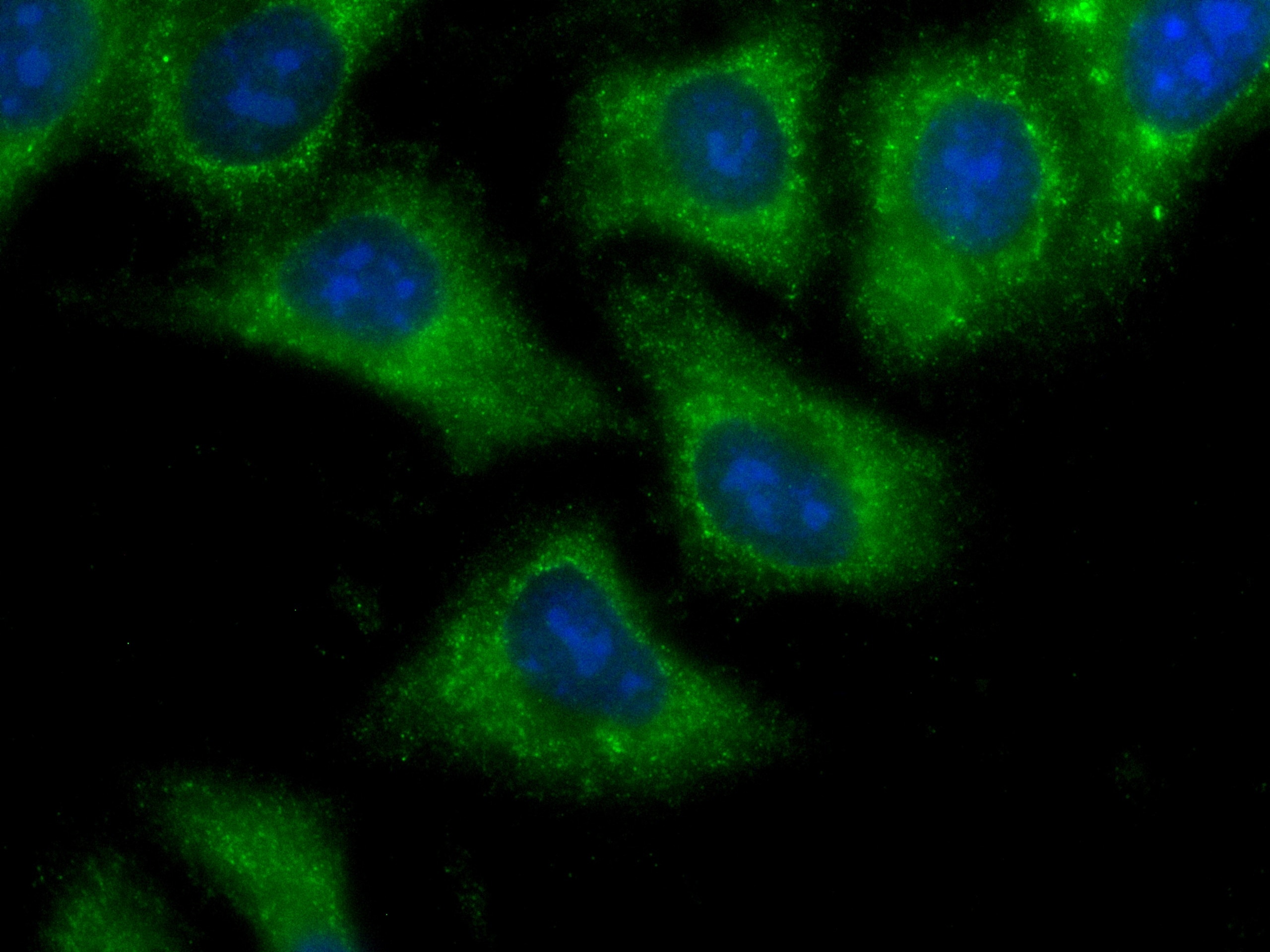 Immunofluorescence (IF) / fluorescent staining of A549 cells using CoraLite® Plus 488-conjugated IMPDH2 Monoclonal an (CL488-67663)