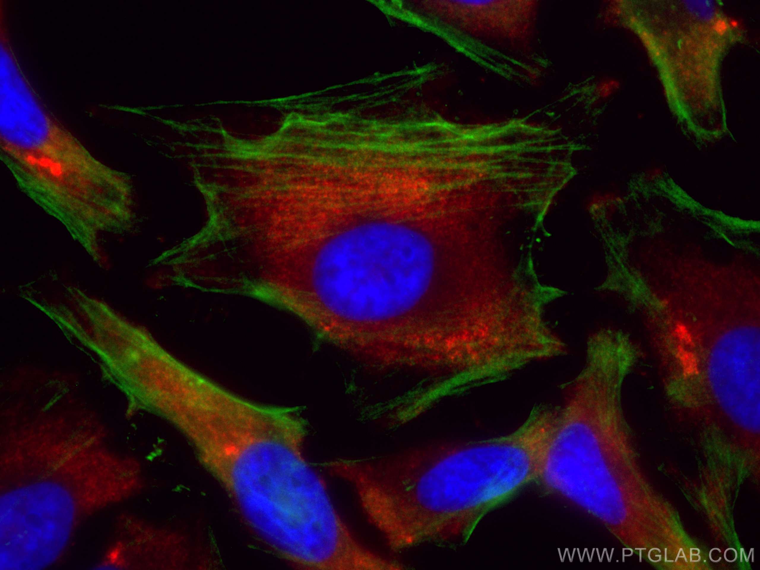 Immunofluorescence (IF) / fluorescent staining of HeLa cells using CoraLite®594-conjugated IMPDH2 Polyclonal antibody (CL594-12948)