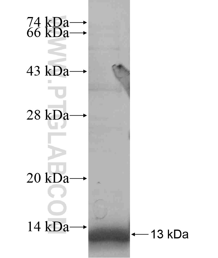 IMPDH2 fusion protein Ag17637 SDS-PAGE