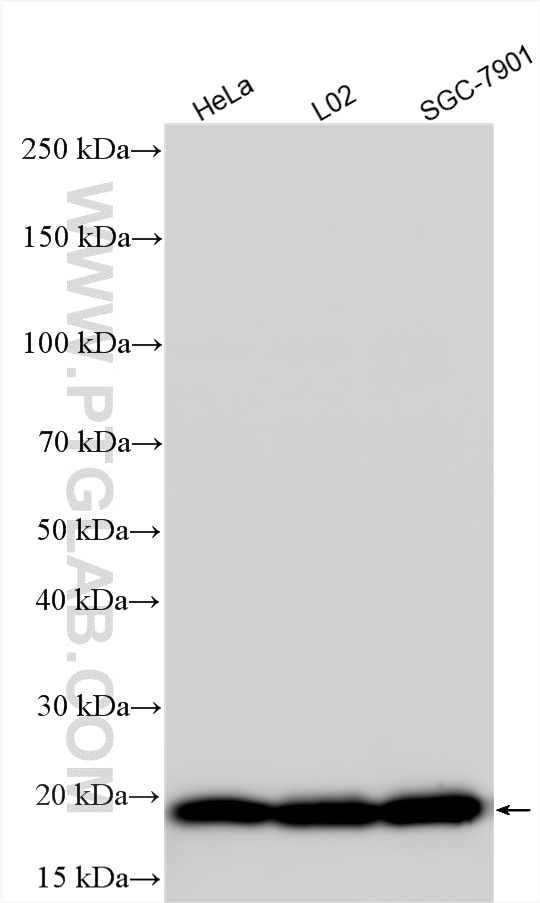 Western Blot (WB) analysis of various lysates using IMUP Polyclonal antibody (25561-1-AP)