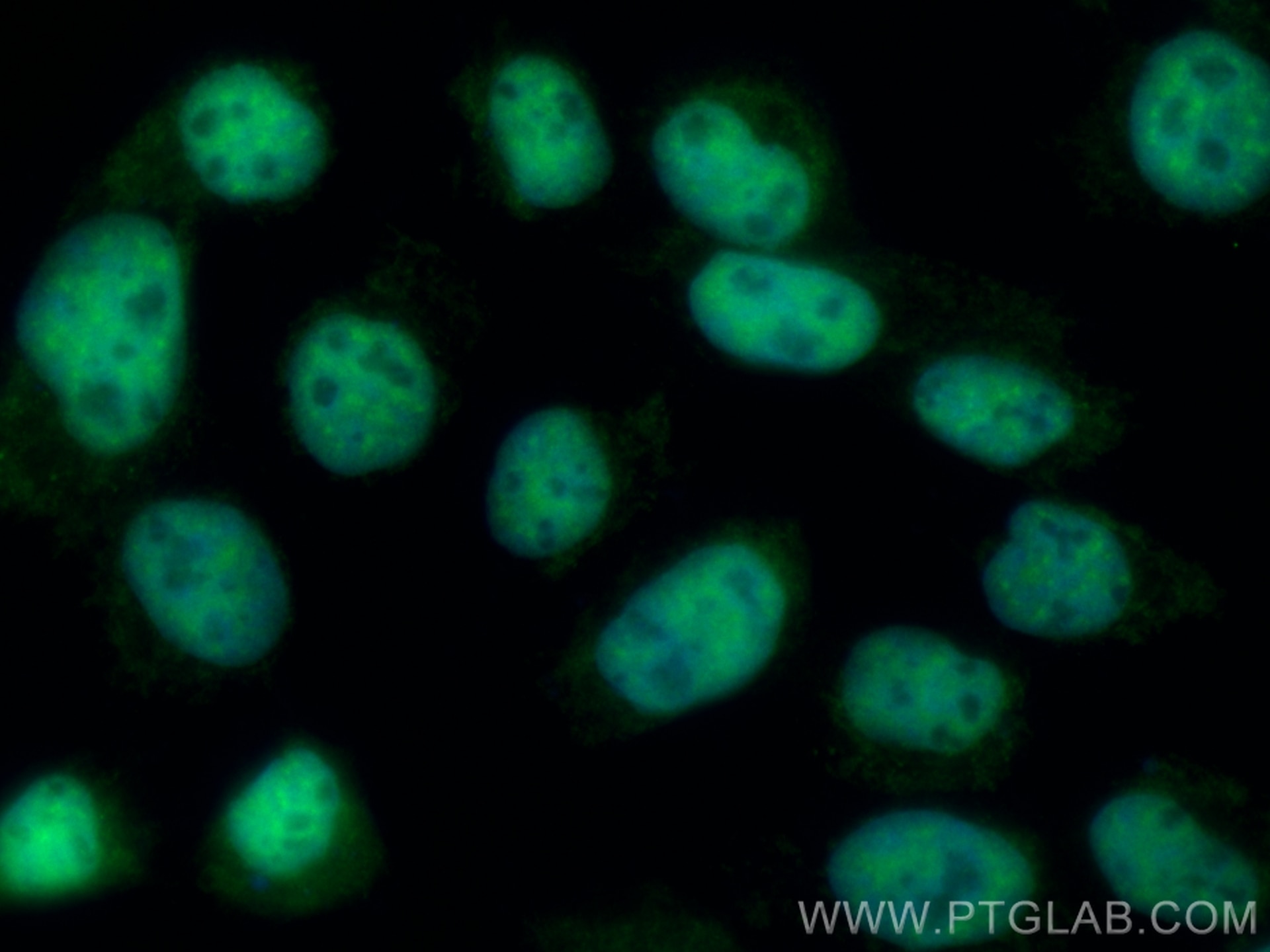 Immunofluorescence (IF) / fluorescent staining of A431 cells using CoraLite® Plus 488-conjugated IMUP Recombinant ant (CL488-84148-6)