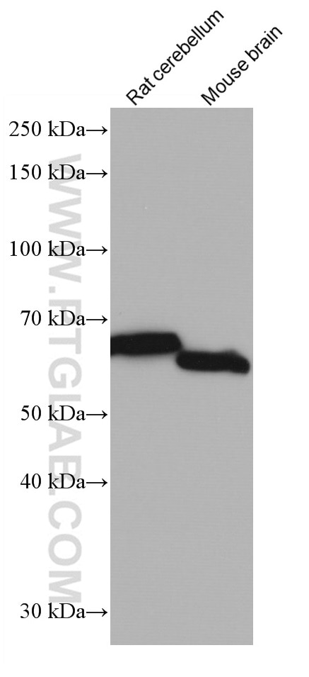 Western Blot (WB) analysis of various lysates using INA Monoclonal antibody (67120-1-Ig)