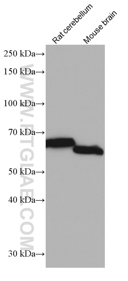 WB analysis using 67120-1-Ig