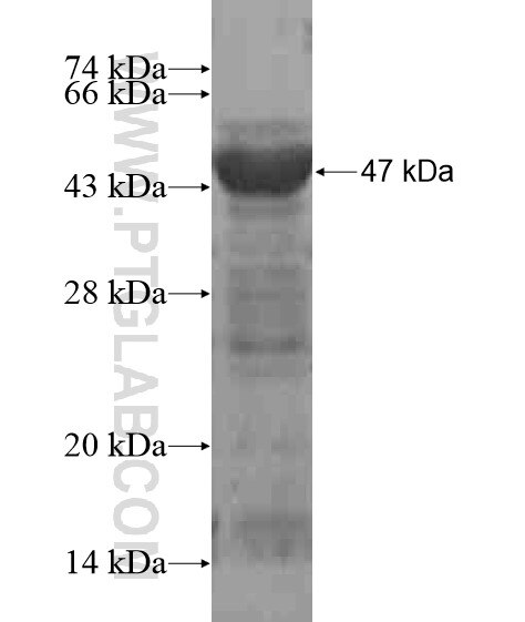 INA fusion protein Ag20844 SDS-PAGE