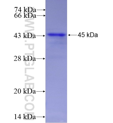 INA fusion protein Ag13655 SDS-PAGE