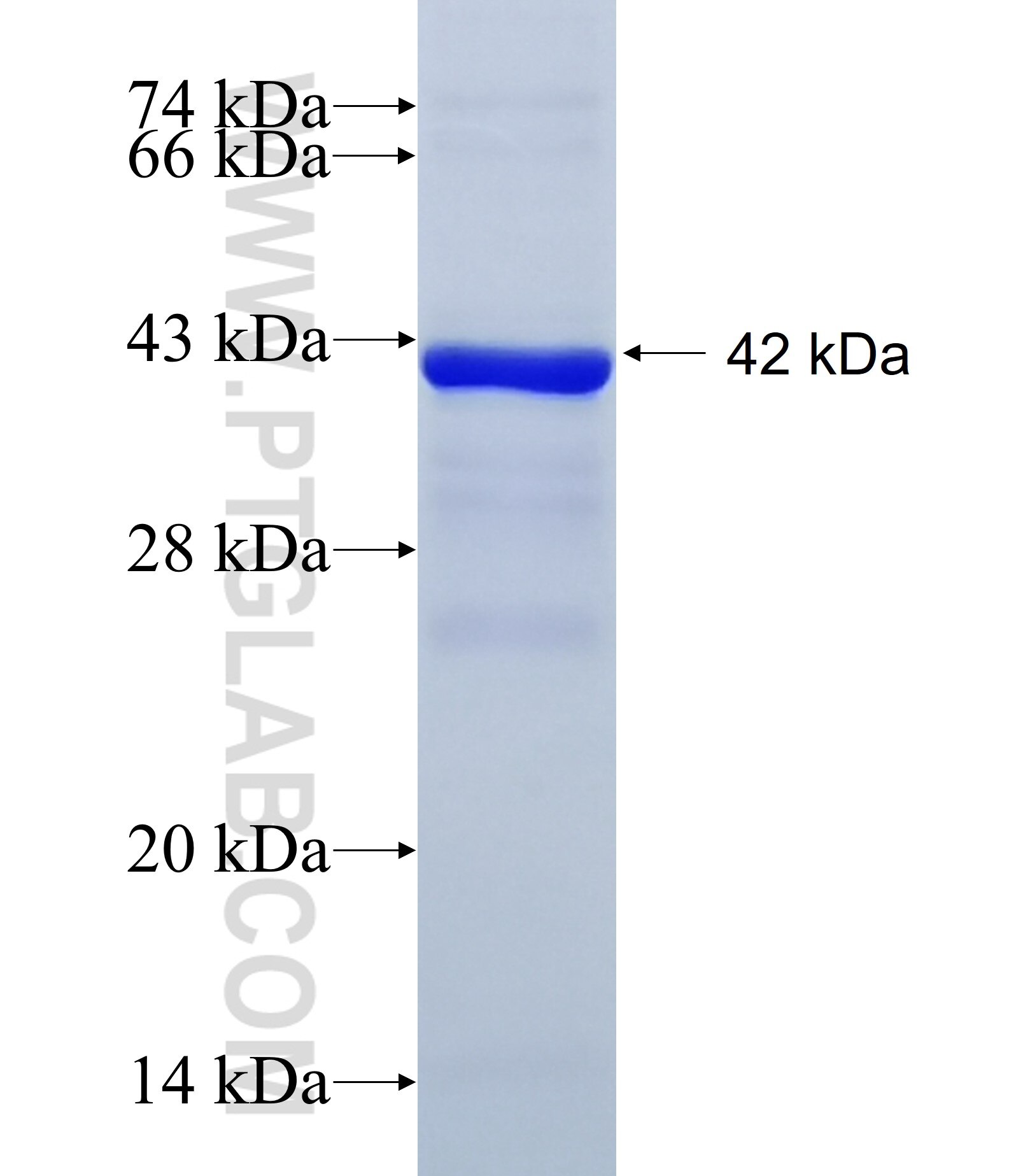 INA fusion protein Ag13655 SDS-PAGE