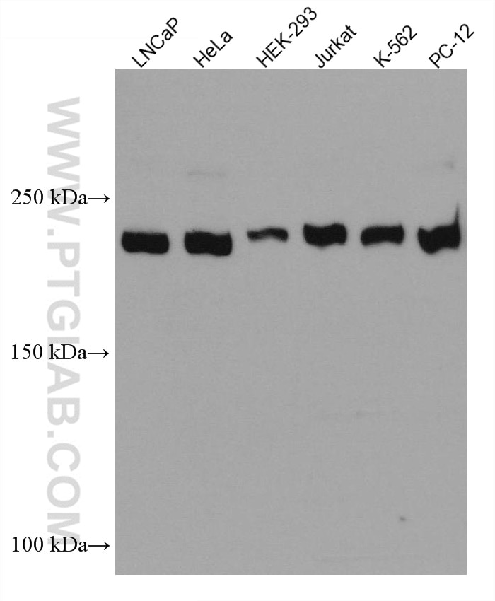 Western Blot (WB) analysis of various lysates using INADL Monoclonal antibody (67833-1-Ig)