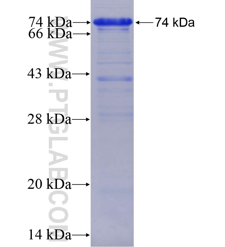 INADL fusion protein Ag15532 SDS-PAGE