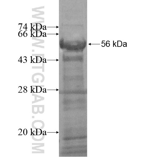 INADL fusion protein Ag15953 SDS-PAGE