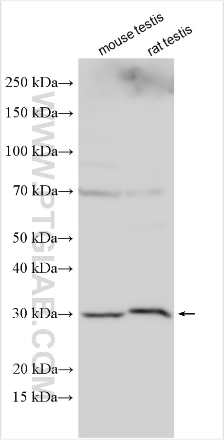 Western Blot (WB) analysis of various lysates using INCA1 Polyclonal antibody (30441-1-AP)