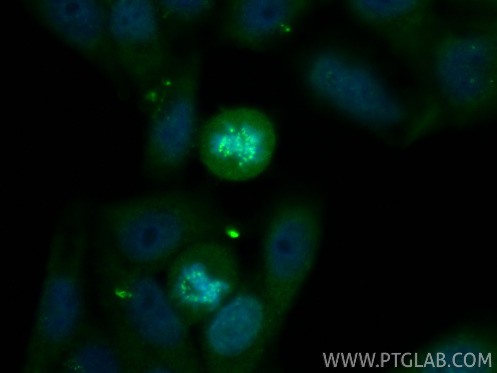 Immunofluorescent analysis of (4% PFA) fixed HepG2 cells using INCENP antibody (29419-1-AP) at dilution of 1:200 and CoraLite®488-Conjugated Goat Anti-Rabbit IgG(H+L) (SA00013-2). Immunofluorescence (IF) / fluorescent staining of HepG2 cells using INCENP Polyclonal antibody (29419-1-AP)