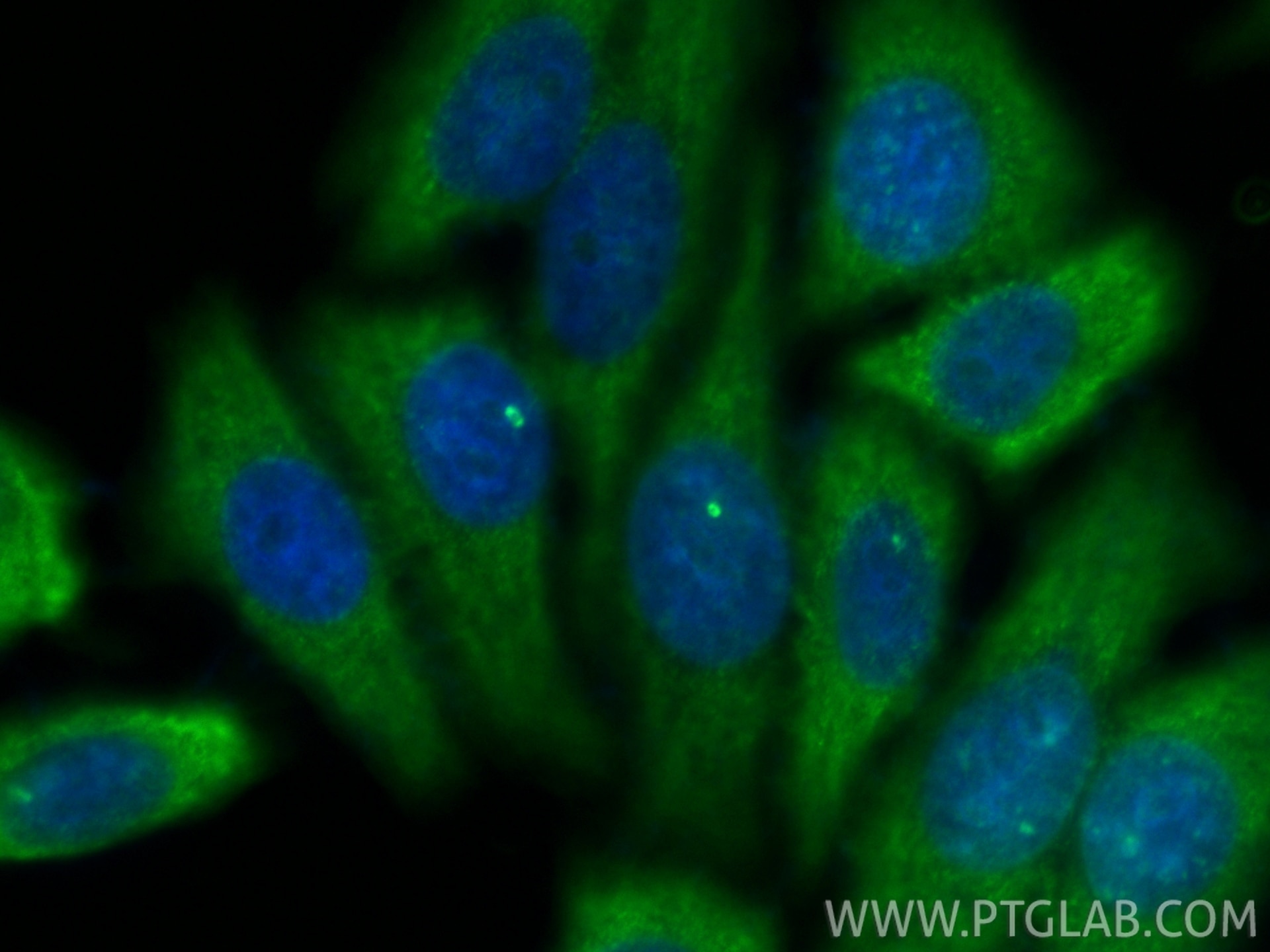 Immunofluorescent analysis of (-20°C Ethanol) fixed HepG2 cells using INCENP antibody (29419-1-AP) at dilution of 1:200 and CoraLite®488-Conjugated Goat Anti-Rabbit IgG(H+L) (SA00013-2). Immunofluorescence (IF) / fluorescent staining of HepG2 cells using INCENP Polyclonal antibody (29419-1-AP)