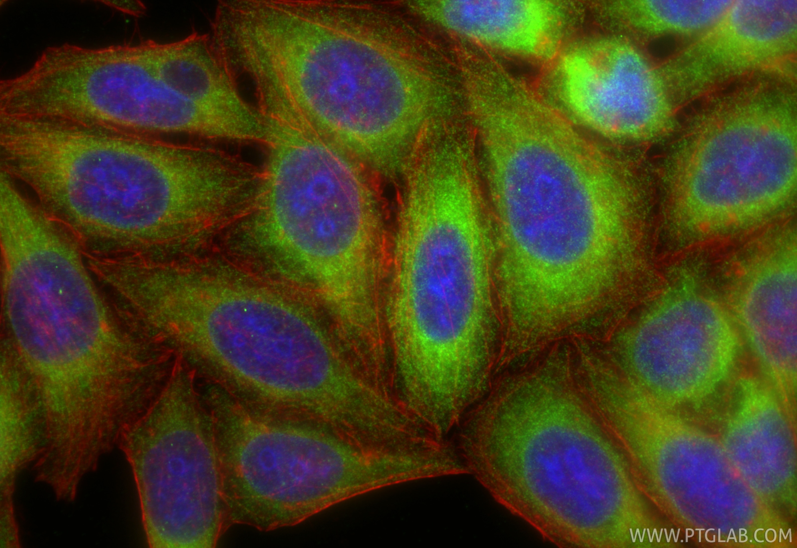 Immunofluorescence (IF) / fluorescent staining of HepG2 cells using INF2 Polyclonal antibody (20466-1-AP)