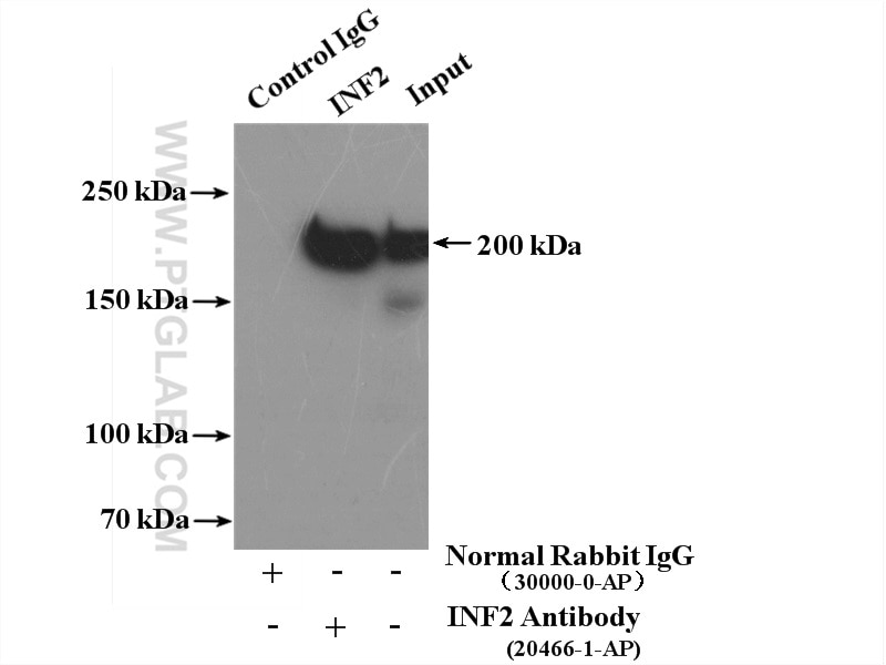 Immunoprecipitation (IP) experiment of NIH/3T3 cells using INF2 Polyclonal antibody (20466-1-AP)