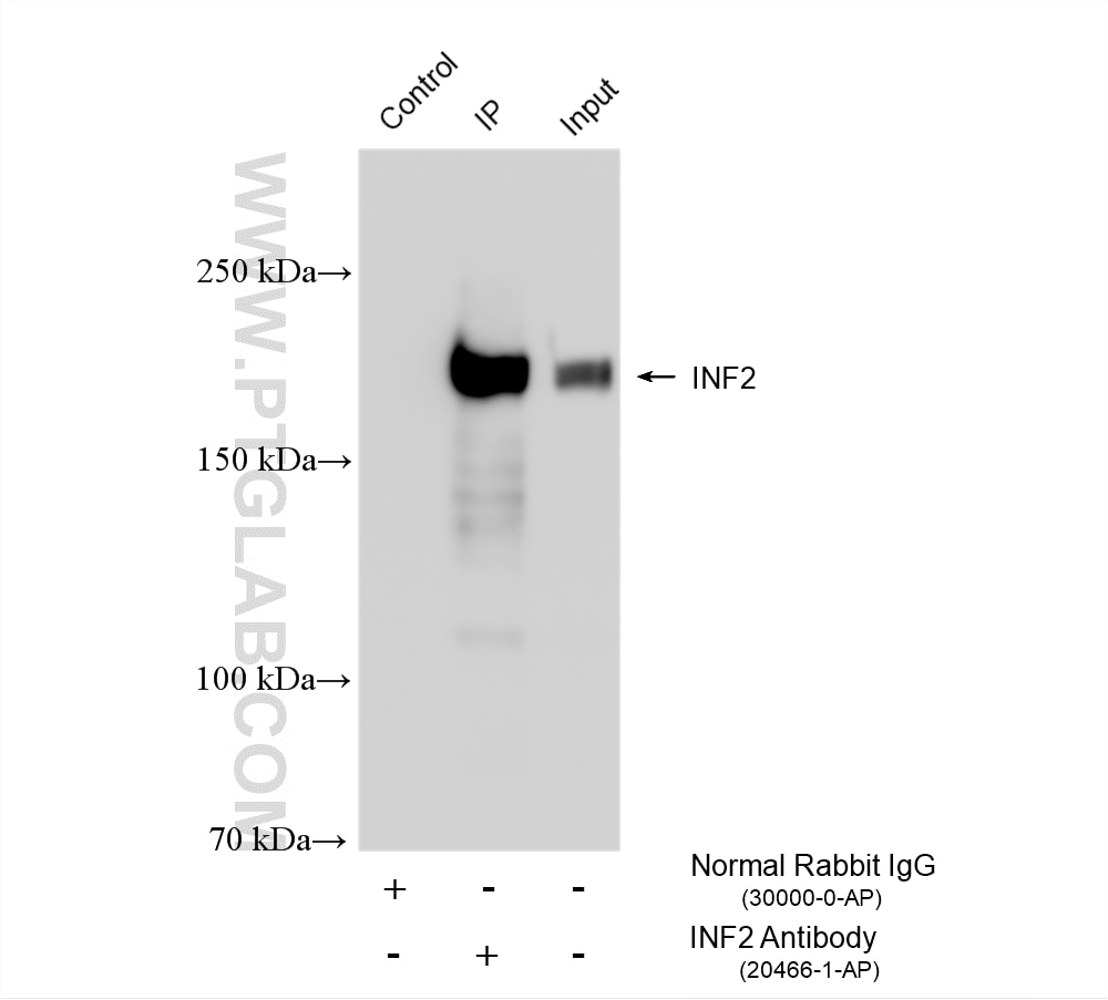 Immunoprecipitation (IP) experiment of NIH/3T3 cells using INF2 Polyclonal antibody (20466-1-AP)