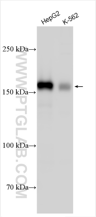 Western Blot (WB) analysis of various lysates using INF2 Polyclonal antibody (20466-1-AP)