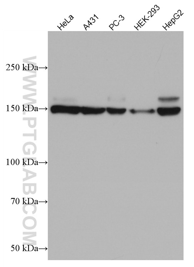 Western Blot (WB) analysis of various lysates using INF2 Monoclonal antibody (66910-1-Ig)