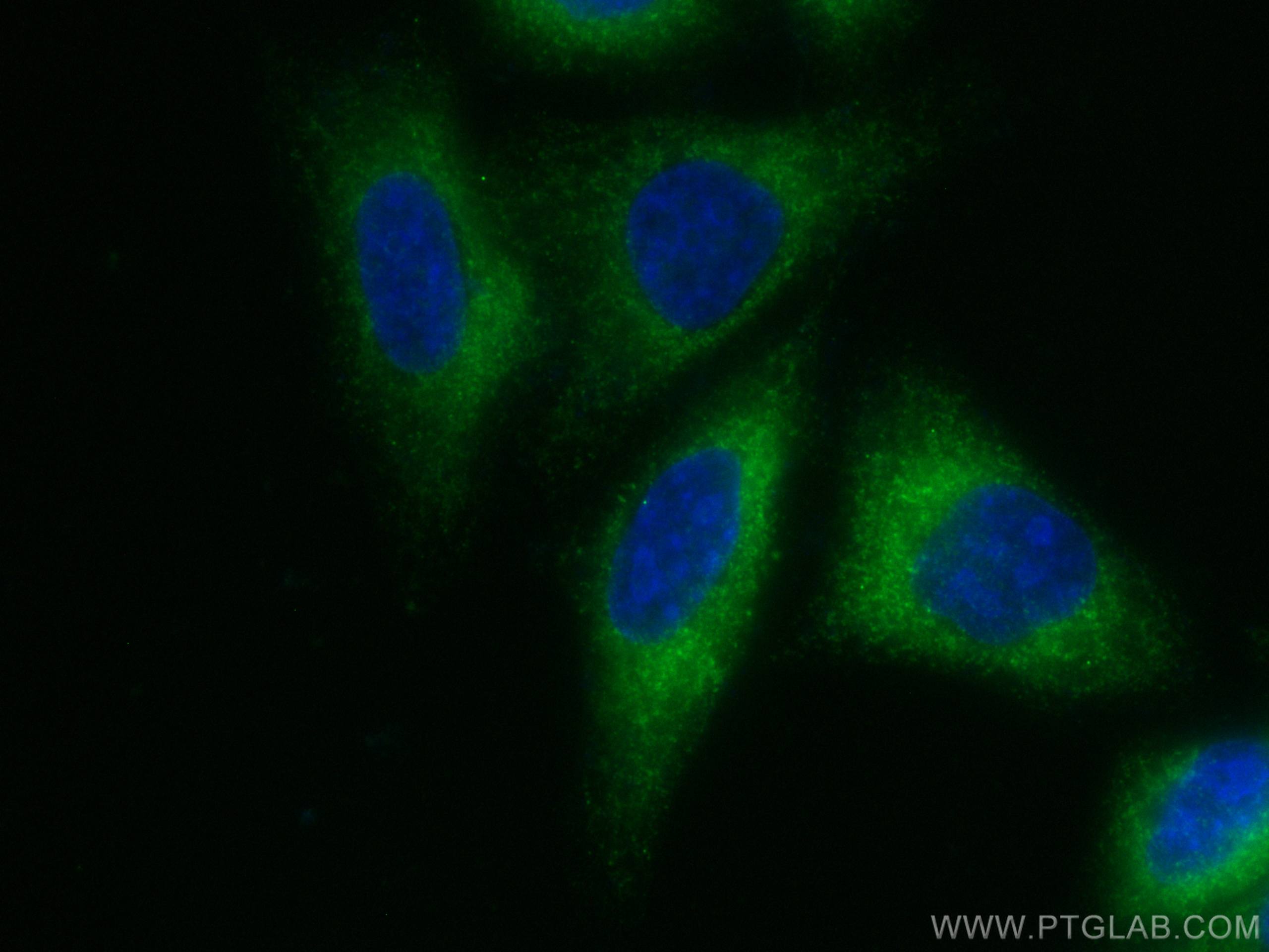 IF Staining of HepG2 using CL488-66910