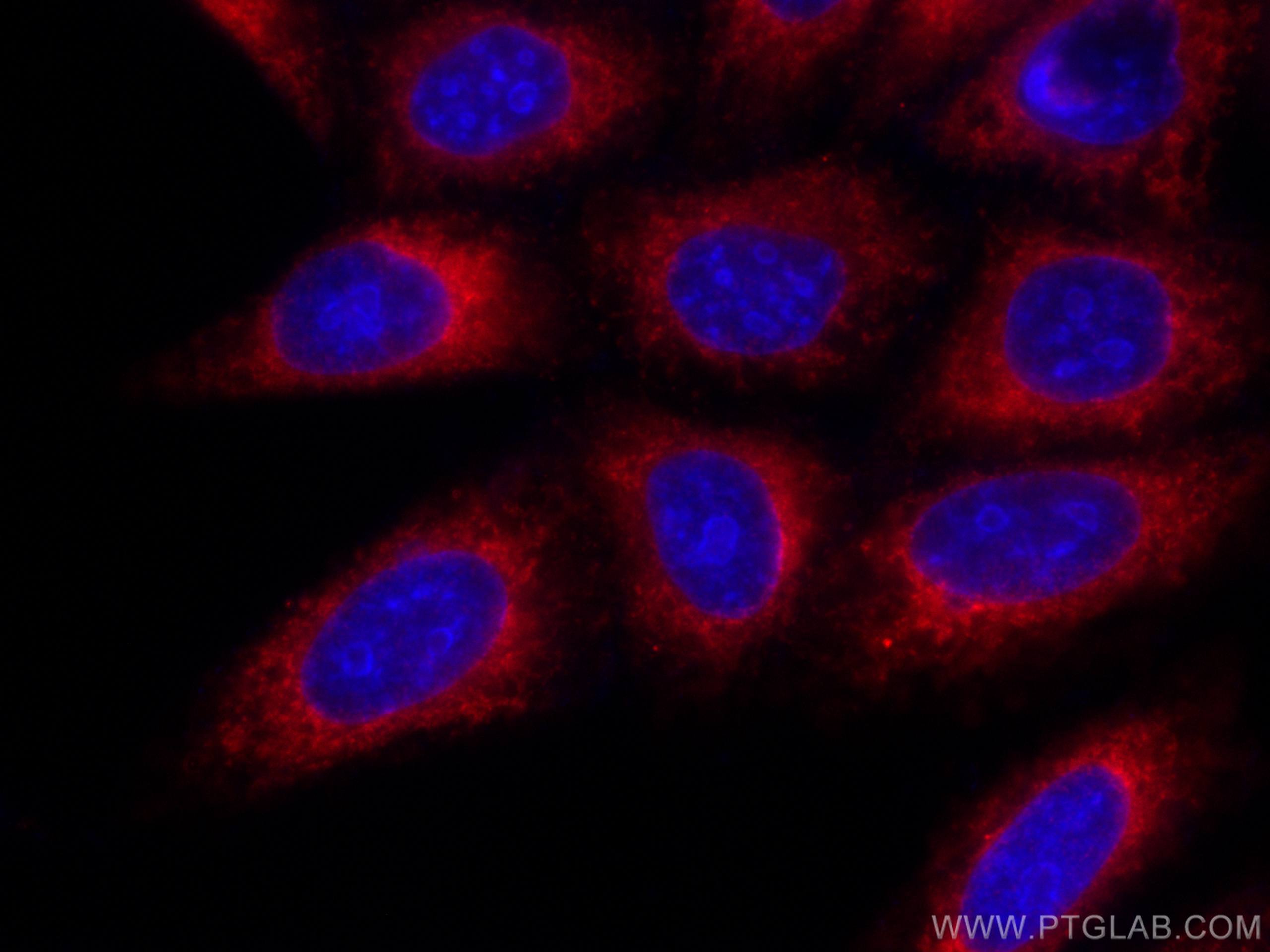 Immunofluorescence (IF) / fluorescent staining of HepG2 cells using CoraLite®594-conjugated INF2 Monoclonal antibody (CL594-66910)