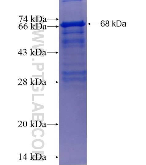 INF2 fusion protein Ag14302 SDS-PAGE