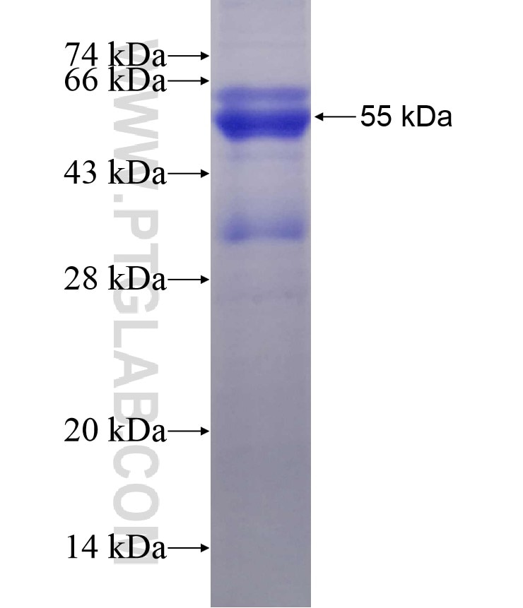INF2 fusion protein Ag17043 SDS-PAGE