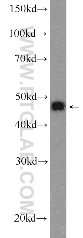 Western Blot (WB) analysis of mouse liver tissue using ING1 Polyclonal antibody (17921-1-AP)