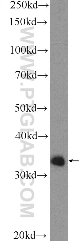 Western Blot (WB) analysis of A375 cells using ING1 Polyclonal antibody (17921-1-AP)