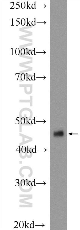 Western Blot (WB) analysis of mouse liver tissue using ING1 Polyclonal antibody (17921-1-AP)