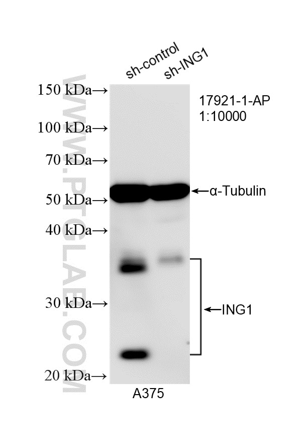Western Blot (WB) analysis of A375 cells using ING1 Polyclonal antibody (17921-1-AP)