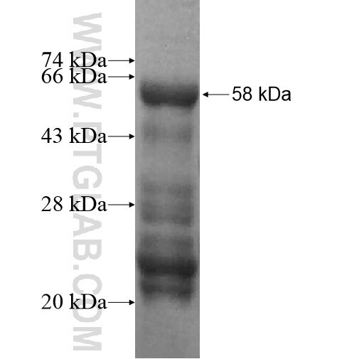 ING1 fusion protein Ag12338 SDS-PAGE