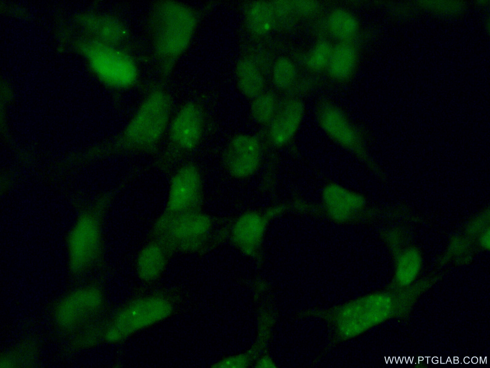 Immunofluorescence (IF) / fluorescent staining of HEK-293 cells using ING2 Polyclonal antibody (11560-1-AP)